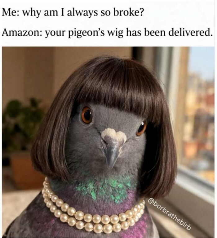 97 Animal Memes To Make Your Day Way Brighter And Better 97 Animal Memes To Make Your Day Way Brighter And Better