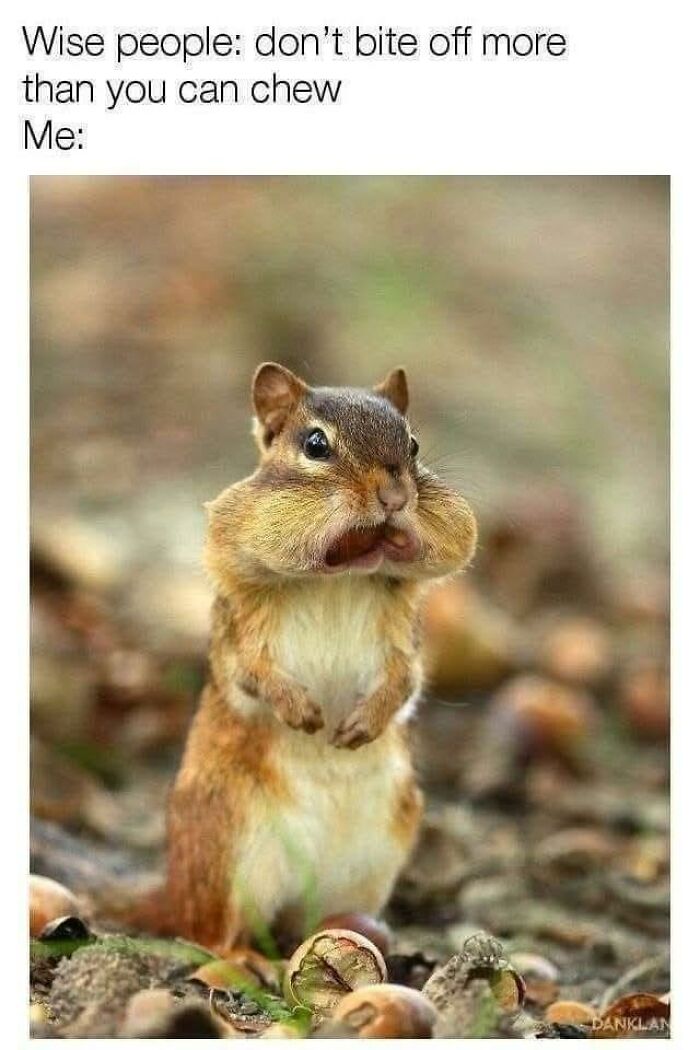 97 Animal Memes To Make Your Day Way Brighter And Better 97 Animal Memes To Make Your Day Way Brighter And Better