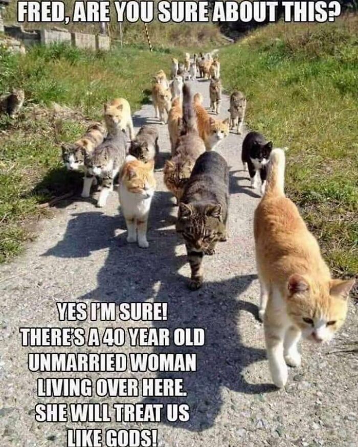 97 Animal Memes To Make Your Day Way Brighter And Better 97 Animal Memes To Make Your Day Way Brighter And Better