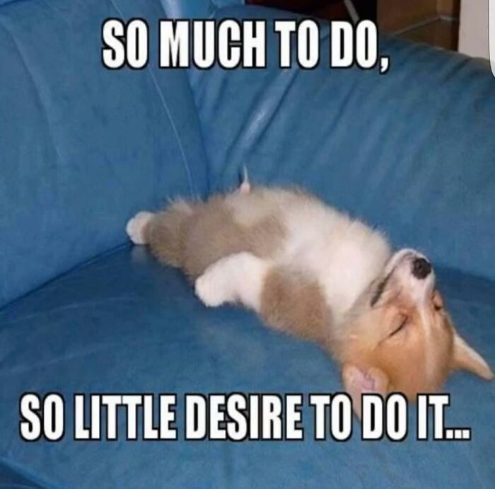 97 Animal Memes To Make Your Day Way Brighter And Better 97 Animal Memes To Make Your Day Way Brighter And Better
