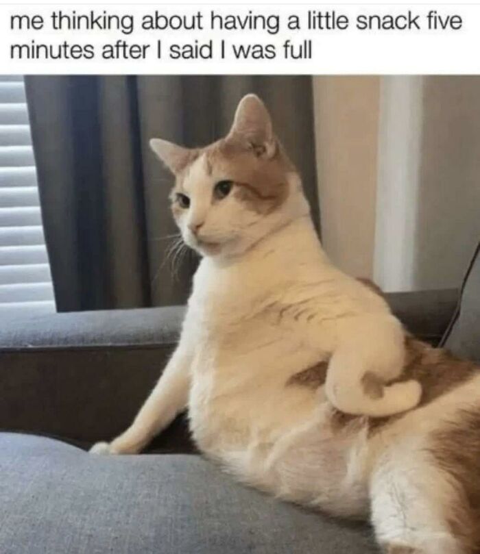 97 Animal Memes To Make Your Day Way Brighter And Better 97 Animal Memes To Make Your Day Way Brighter And Better