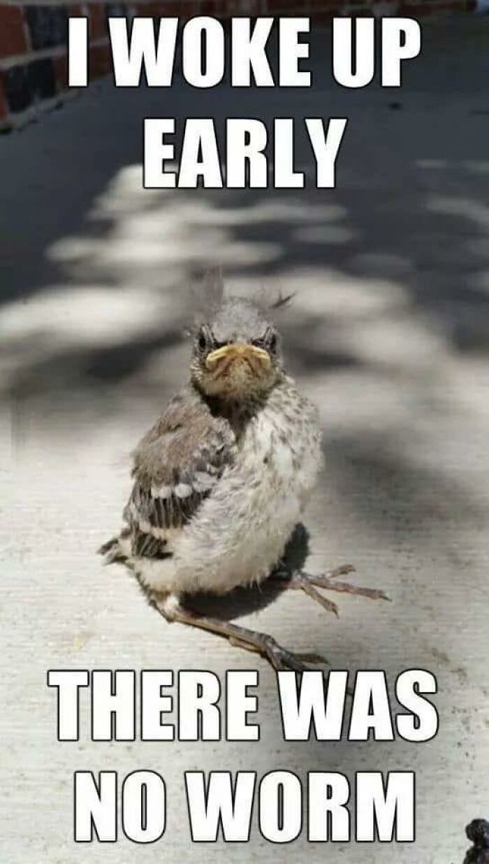 97 Animal Memes To Make Your Day Way Brighter And Better 97 Animal Memes To Make Your Day Way Brighter And Better