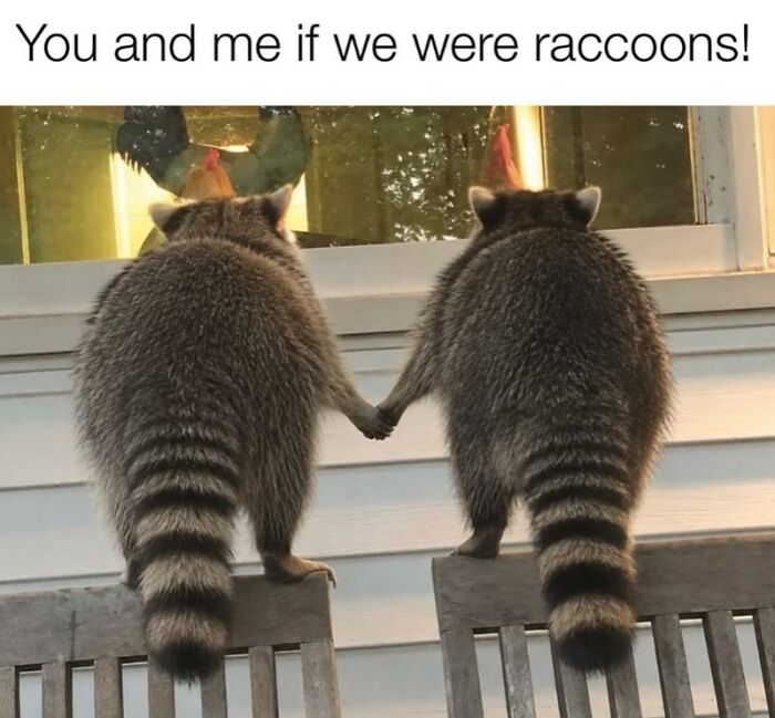 97 Animal Memes To Make Your Day Way Brighter And Better 97 Animal Memes To Make Your Day Way Brighter And Better