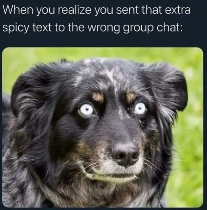 97 Animal Memes To Make Your Day Way Brighter And Better 97 Animal Memes To Make Your Day Way Brighter And Better
