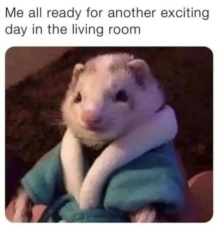 97 Animal Memes To Make Your Day Way Brighter And Better 97 Animal Memes To Make Your Day Way Brighter And Better