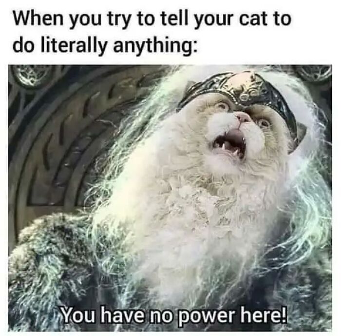 97 Animal Memes To Make Your Day Way Brighter And Better 97 Animal Memes To Make Your Day Way Brighter And Better