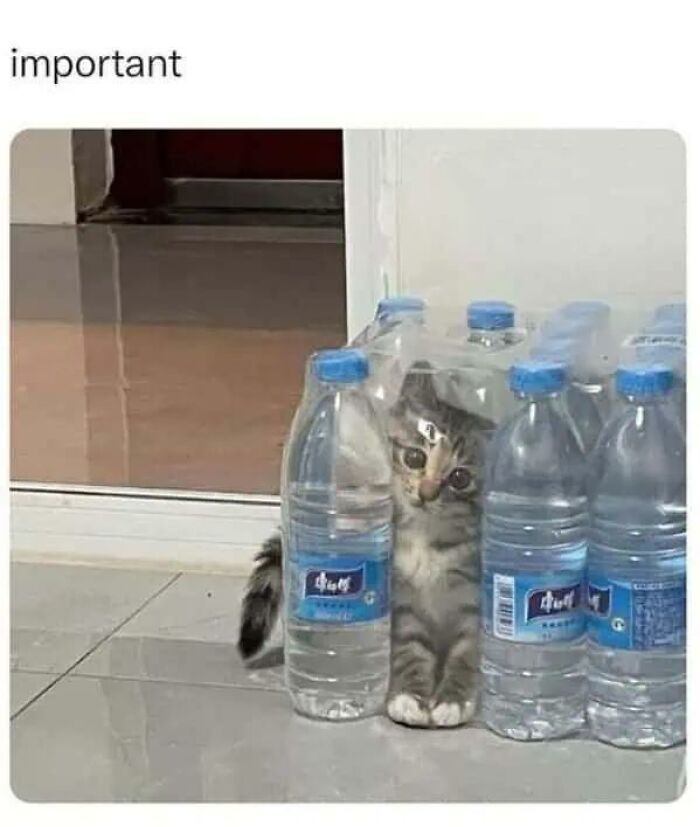 97 Animal Memes To Make Your Day Way Brighter And Better 97 Animal Memes To Make Your Day Way Brighter And Better