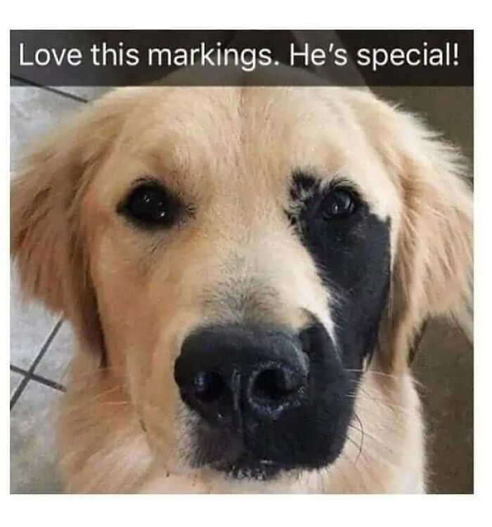 97 Animal Memes To Make Your Day Way Brighter And Better 97 Animal Memes To Make Your Day Way Brighter And Better