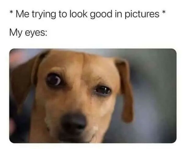 97 Animal Memes To Make Your Day Way Brighter And Better 97 Animal Memes To Make Your Day Way Brighter And Better