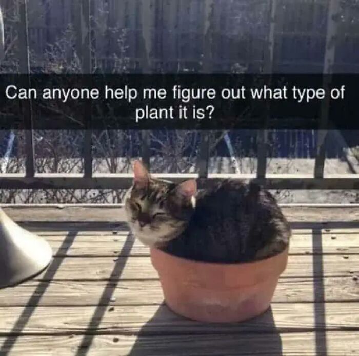 97 Animal Memes To Make Your Day Way Brighter And Better 97 Animal Memes To Make Your Day Way Brighter And Better