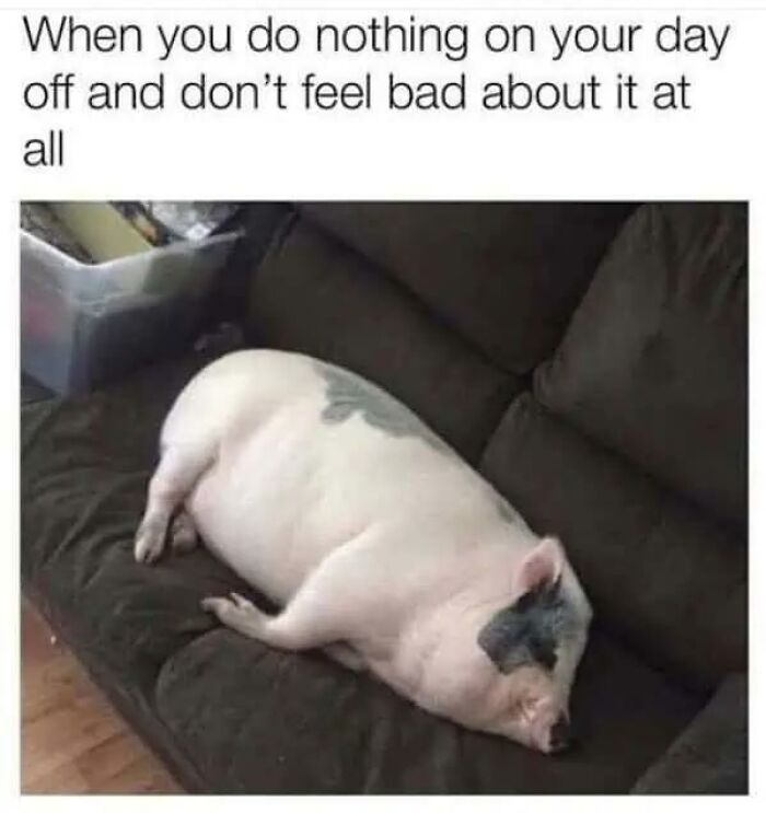 97 Animal Memes To Make Your Day Way Brighter And Better 97 Animal Memes To Make Your Day Way Brighter And Better