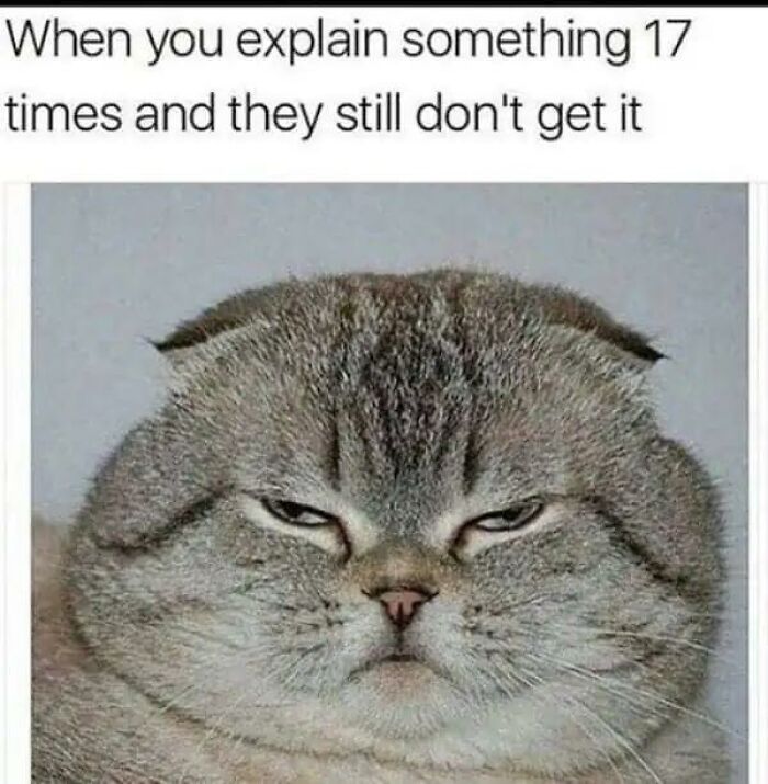 97 Animal Memes To Make Your Day Way Brighter And Better 97 Animal Memes To Make Your Day Way Brighter And Better