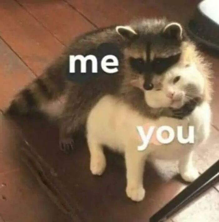97 Animal Memes To Make Your Day Way Brighter And Better 97 Animal Memes To Make Your Day Way Brighter And Better