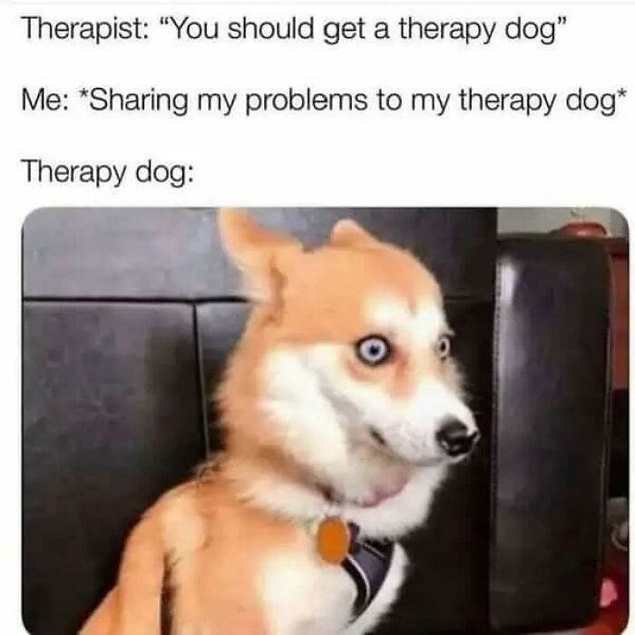 97 Animal Memes To Make Your Day Way Brighter And Better 97 Animal Memes To Make Your Day Way Brighter And Better