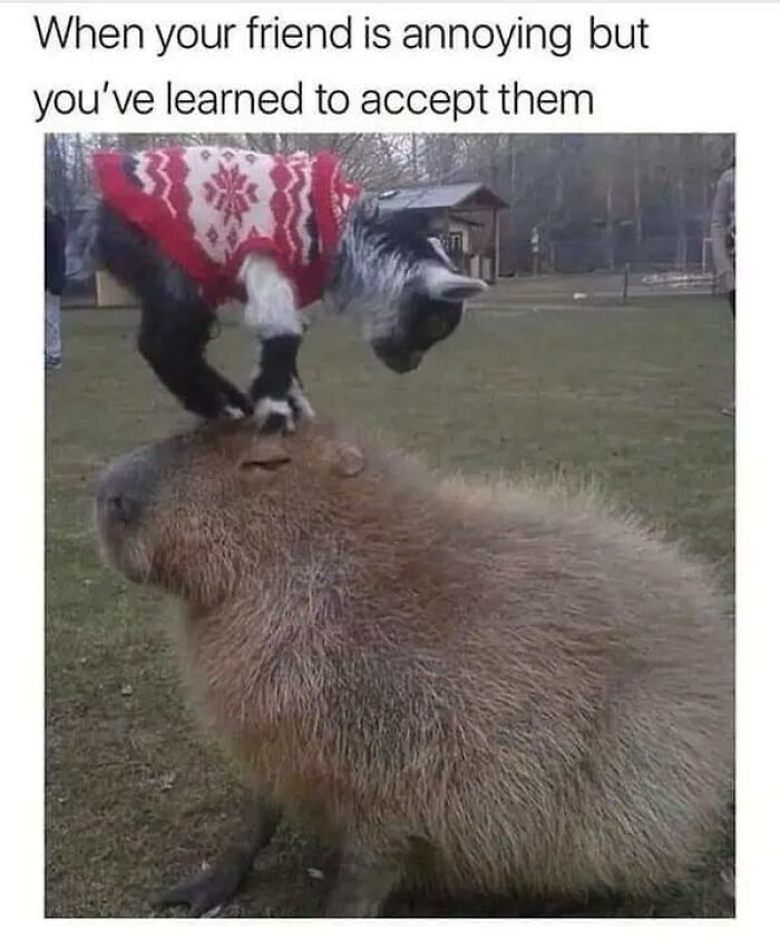 97 Animal Memes To Make Your Day Way Brighter And Better 97 Animal Memes To Make Your Day Way Brighter And Better
