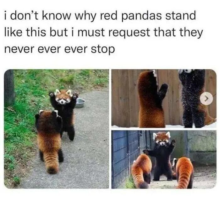 97 Animal Memes To Make Your Day Way Brighter And Better 97 Animal Memes To Make Your Day Way Brighter And Better