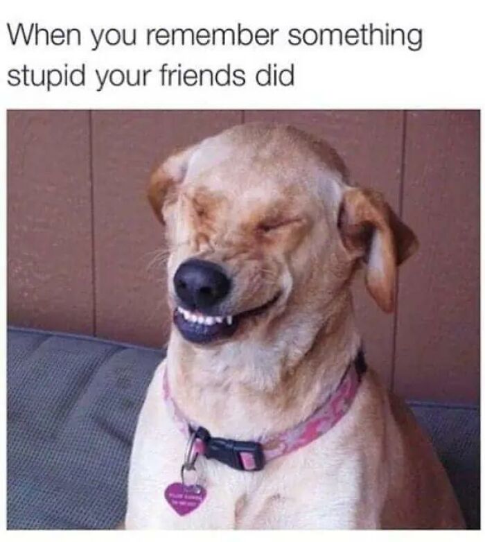 97 Animal Memes To Make Your Day Way Brighter And Better 97 Animal Memes To Make Your Day Way Brighter And Better