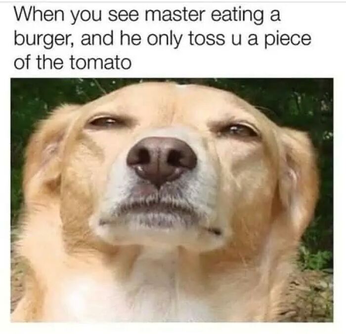 97 Animal Memes To Make Your Day Way Brighter And Better 97 Animal Memes To Make Your Day Way Brighter And Better