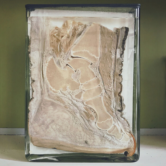 &ldquo;Not What I Expected&rdquo;: 86 Interesting And Surprising Photos Of Objects Cut In Half