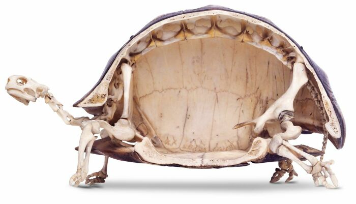 &ldquo;Not What I Expected&rdquo;: 86 Interesting And Surprising Photos Of Objects Cut In Half
