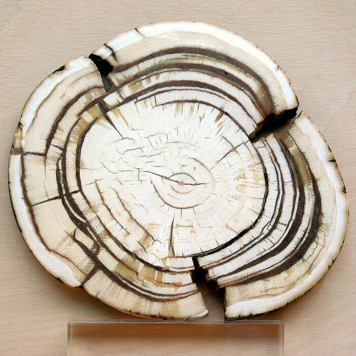 &ldquo;Not What I Expected&rdquo;: 86 Interesting And Surprising Photos Of Objects Cut In Half
