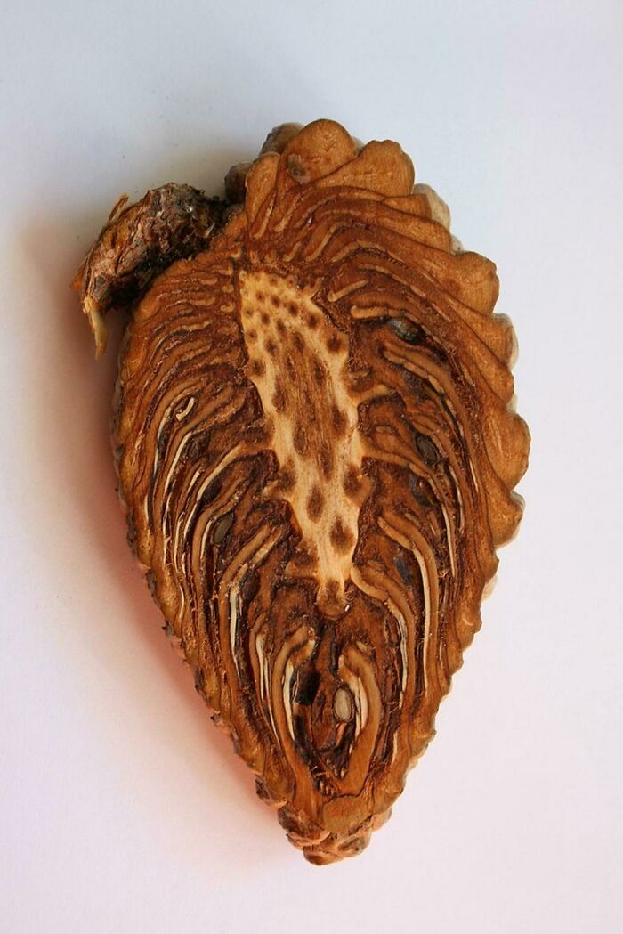 &ldquo;Not What I Expected&rdquo;: 86 Interesting And Surprising Photos Of Objects Cut In Half