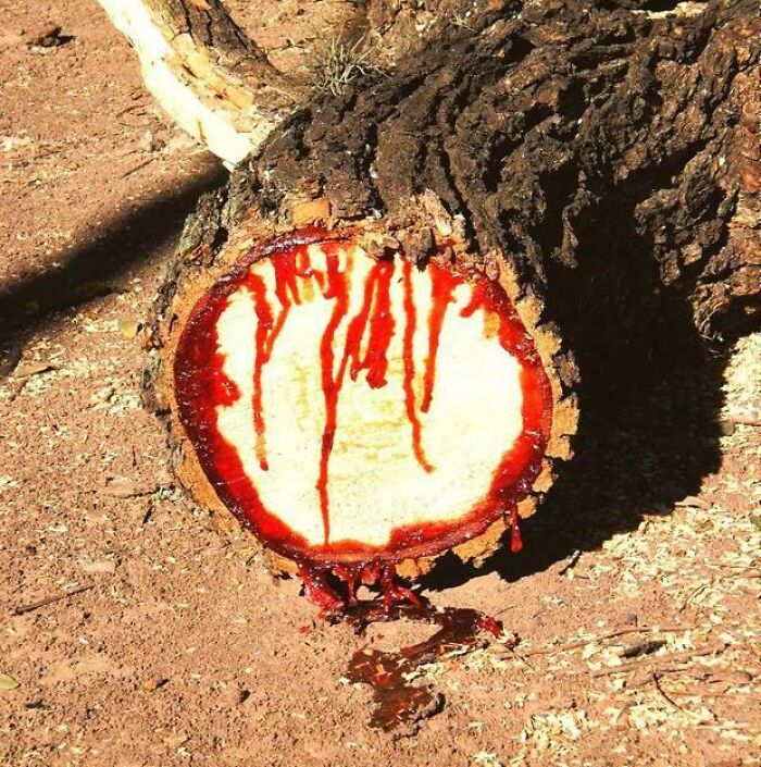 &ldquo;Not What I Expected&rdquo;: 86 Interesting And Surprising Photos Of Objects Cut In Half