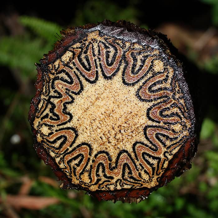 &ldquo;Not What I Expected&rdquo;: 86 Interesting And Surprising Photos Of Objects Cut In Half