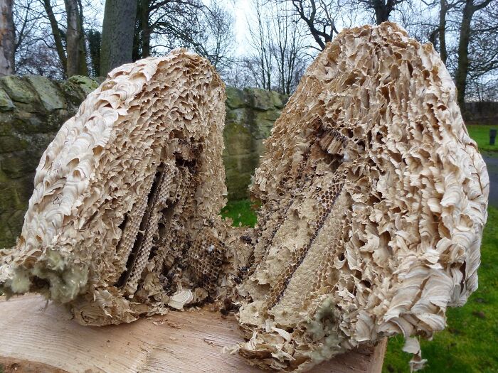 &ldquo;Not What I Expected&rdquo;: 86 Interesting And Surprising Photos Of Objects Cut In Half