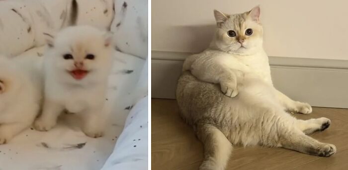 This Community Shares Cats As Kittens And Adults, And The Transformations Are Delightful (21 New Pics) This Community Shares Cats As Kittens And Adults, And The Transformations Are Delightful (21 New Pics)