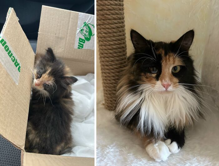 This Community Shares Cats As Kittens And Adults, And The Transformations Are Delightful (21 New Pics) This Community Shares Cats As Kittens And Adults, And The Transformations Are Delightful (21 New Pics)