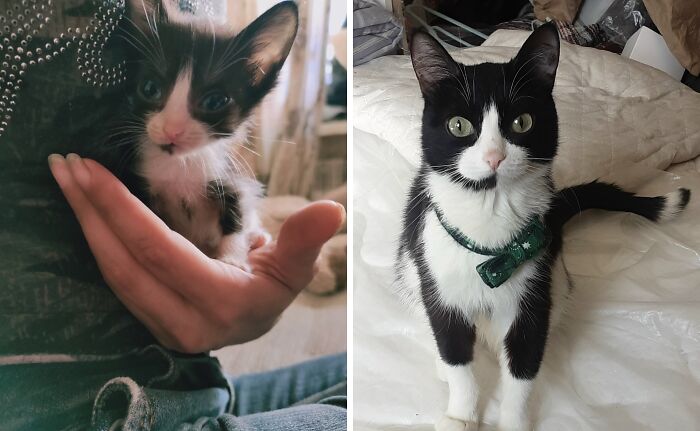 This Community Shares Cats As Kittens And Adults, And The Transformations Are Delightful (21 New Pics) This Community Shares Cats As Kittens And Adults, And The Transformations Are Delightful (21 New Pics)