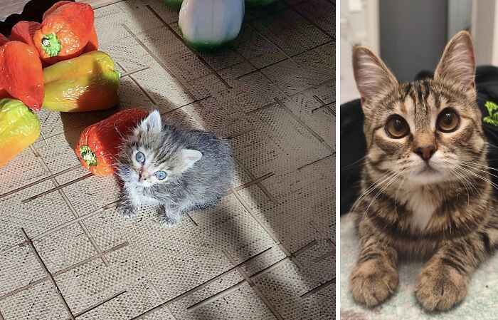 This Community Shares Cats As Kittens And Adults, And The Transformations Are Delightful (21 New Pics) This Community Shares Cats As Kittens And Adults, And The Transformations Are Delightful (21 New Pics)