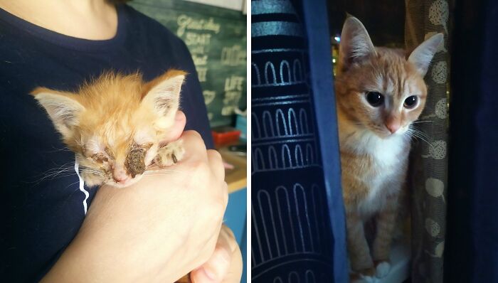 This Community Shares Cats As Kittens And Adults, And The Transformations Are Delightful (21 New Pics) This Community Shares Cats As Kittens And Adults, And The Transformations Are Delightful (21 New Pics)