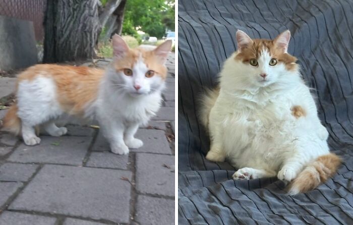 This Community Shares Cats As Kittens And Adults, And The Transformations Are Delightful (21 New Pics) This Community Shares Cats As Kittens And Adults, And The Transformations Are Delightful (21 New Pics)