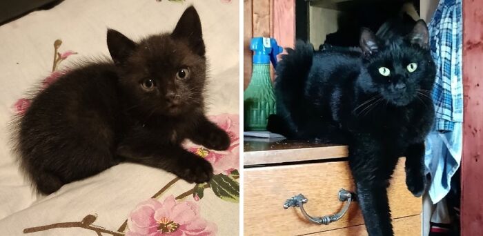 This Community Shares Cats As Kittens And Adults, And The Transformations Are Delightful (21 New Pics) This Community Shares Cats As Kittens And Adults, And The Transformations Are Delightful (21 New Pics)