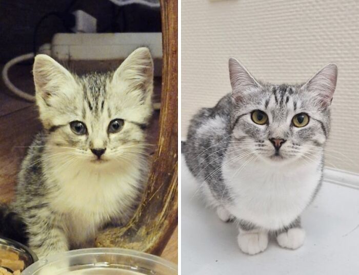 This Community Shares Cats As Kittens And Adults, And The Transformations Are Delightful (21 New Pics) This Community Shares Cats As Kittens And Adults, And The Transformations Are Delightful (21 New Pics)