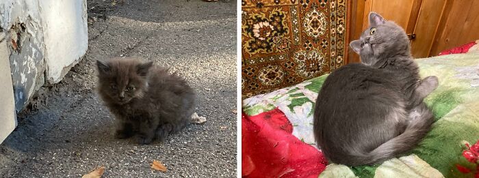 This Community Shares Cats As Kittens And Adults, And The Transformations Are Delightful (21 New Pics) This Community Shares Cats As Kittens And Adults, And The Transformations Are Delightful (21 New Pics)