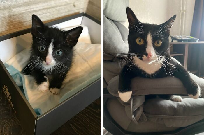 This Community Shares Cats As Kittens And Adults, And The Transformations Are Delightful (21 New Pics) This Community Shares Cats As Kittens And Adults, And The Transformations Are Delightful (21 New Pics)
