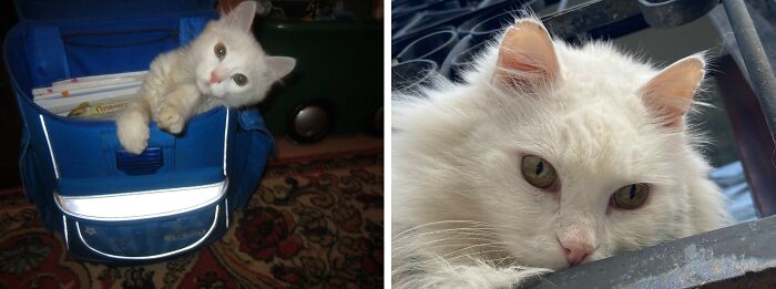 This Community Shares Cats As Kittens And Adults, And The Transformations Are Delightful (21 New Pics) This Community Shares Cats As Kittens And Adults, And The Transformations Are Delightful (21 New Pics)