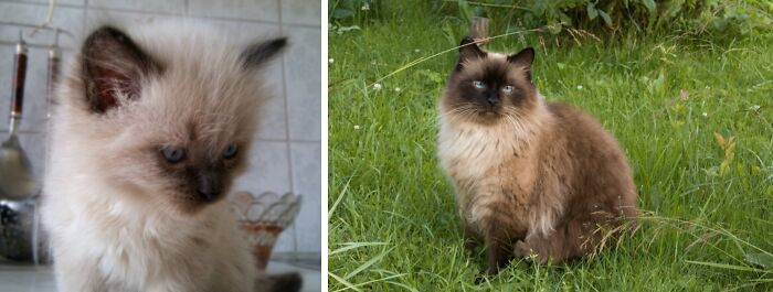 This Community Shares Cats As Kittens And Adults, And The Transformations Are Delightful (21 New Pics) This Community Shares Cats As Kittens And Adults, And The Transformations Are Delightful (21 New Pics)
