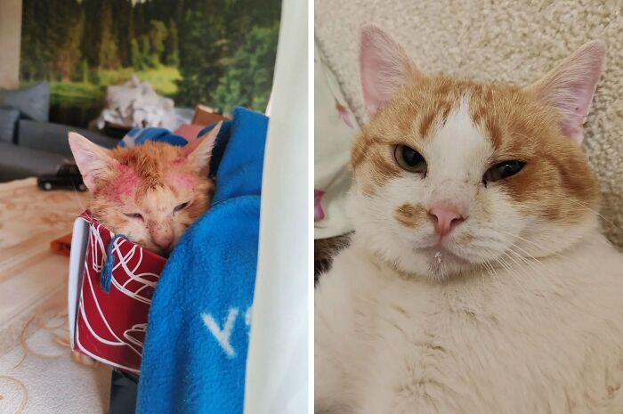 This Community Shares Cats As Kittens And Adults, And The Transformations Are Delightful (21 New Pics) This Community Shares Cats As Kittens And Adults, And The Transformations Are Delightful (21 New Pics)