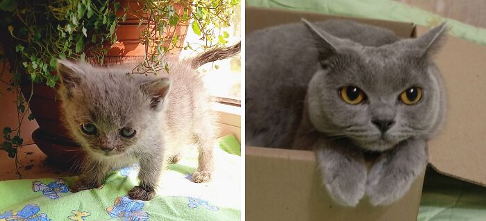 This Community Shares Cats As Kittens And Adults, And The Transformations Are Delightful (21 New Pics) This Community Shares Cats As Kittens And Adults, And The Transformations Are Delightful (21 New Pics)