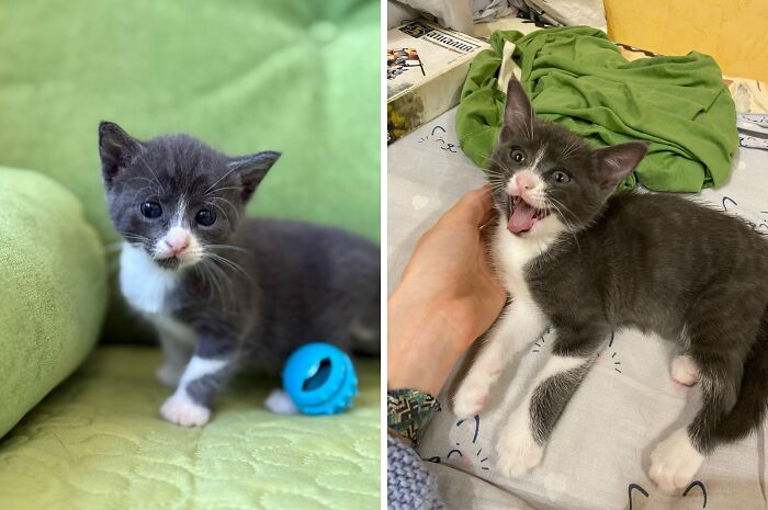 This Community Shares Cats As Kittens And Adults, And The Transformations Are Delightful (21 New Pics) This Community Shares Cats As Kittens And Adults, And The Transformations Are Delightful (21 New Pics)