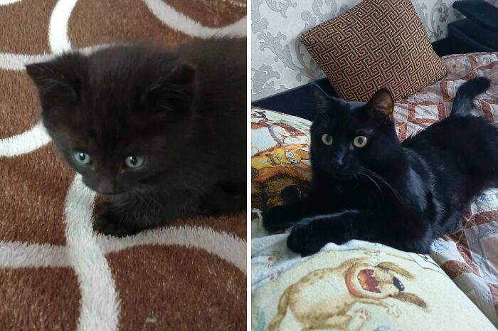 This Community Shares Cats As Kittens And Adults, And The Transformations Are Delightful (21 New Pics) This Community Shares Cats As Kittens And Adults, And The Transformations Are Delightful (21 New Pics)