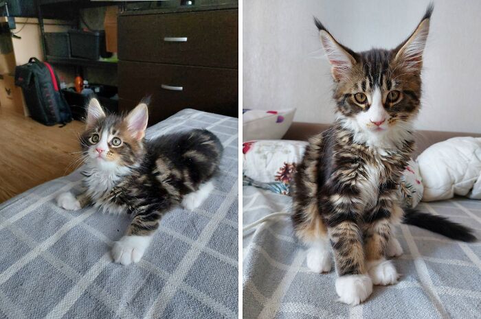 This Community Shares Cats As Kittens And Adults, And The Transformations Are Delightful (21 New Pics) This Community Shares Cats As Kittens And Adults, And The Transformations Are Delightful (21 New Pics)