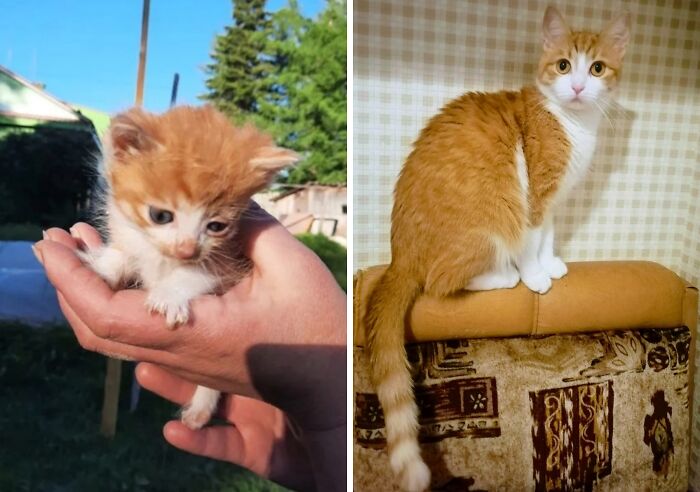 This Community Shares Cats As Kittens And Adults, And The Transformations Are Delightful (21 New Pics) This Community Shares Cats As Kittens And Adults, And The Transformations Are Delightful (21 New Pics)