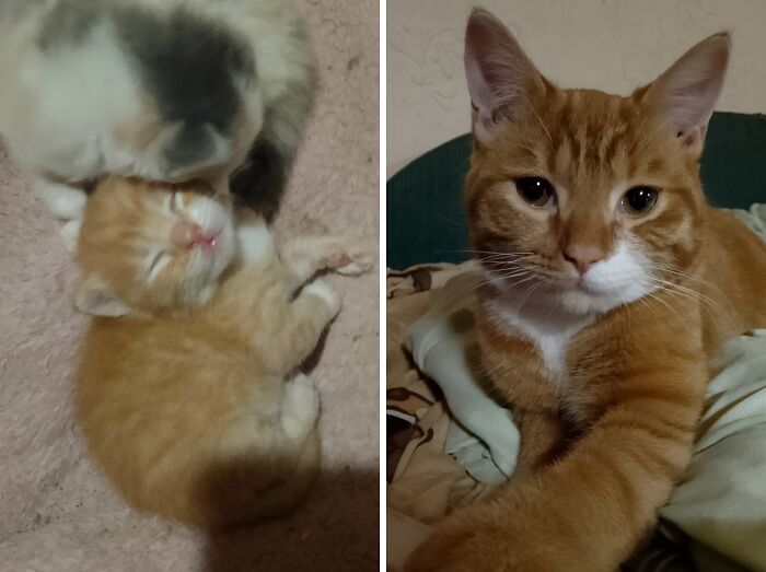 This Community Shares Cats As Kittens And Adults, And The Transformations Are Delightful (21 New Pics) This Community Shares Cats As Kittens And Adults, And The Transformations Are Delightful (21 New Pics)