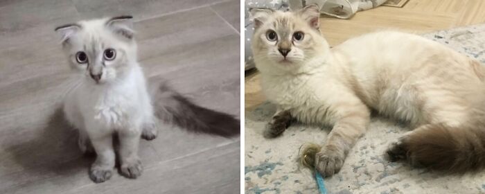 This Community Shares Cats As Kittens And Adults, And The Transformations Are Delightful (21 New Pics) This Community Shares Cats As Kittens And Adults, And The Transformations Are Delightful (21 New Pics)