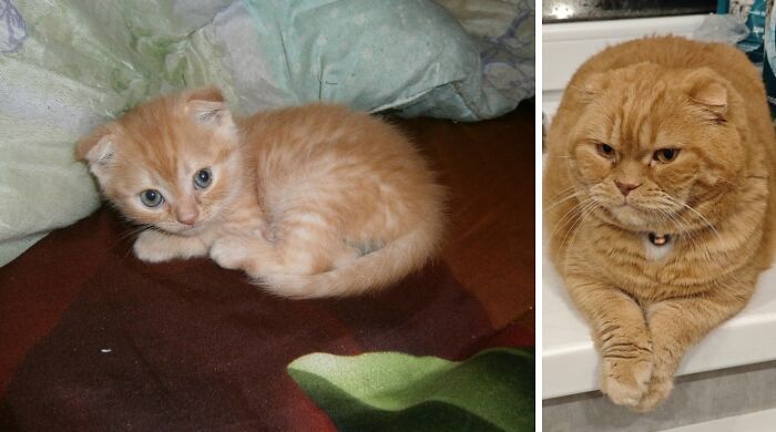 This Community Shares Cats As Kittens And Adults, And The Transformations Are Delightful (21 New Pics) This Community Shares Cats As Kittens And Adults, And The Transformations Are Delightful (21 New Pics)